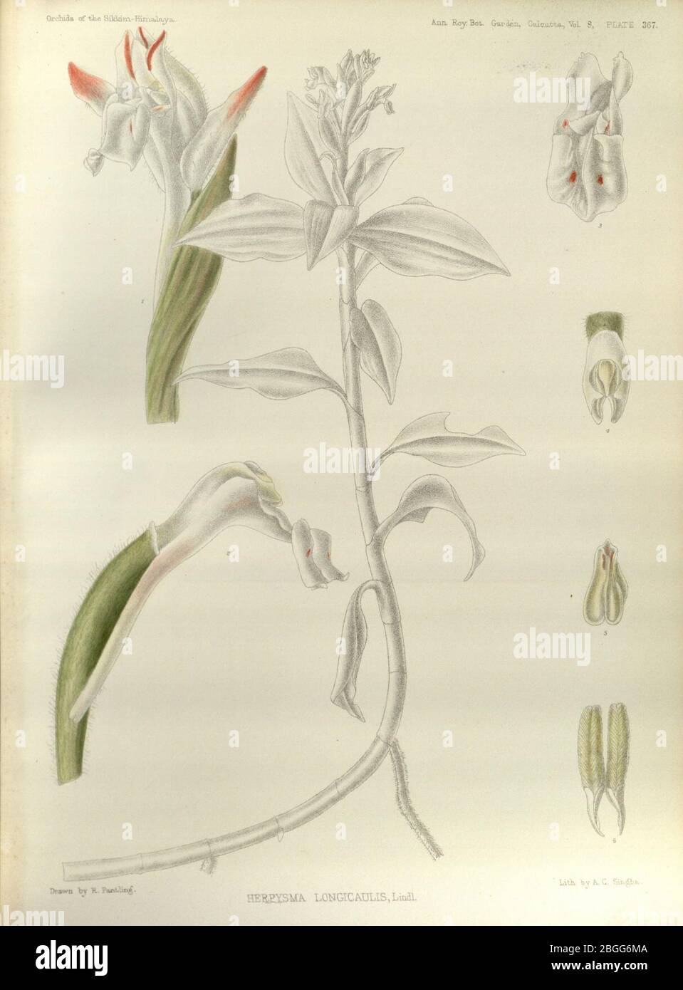 Herpysma longicaulis - The Orchids of the Sikkim-Himalaya pl 367 (1898). Stock Photo