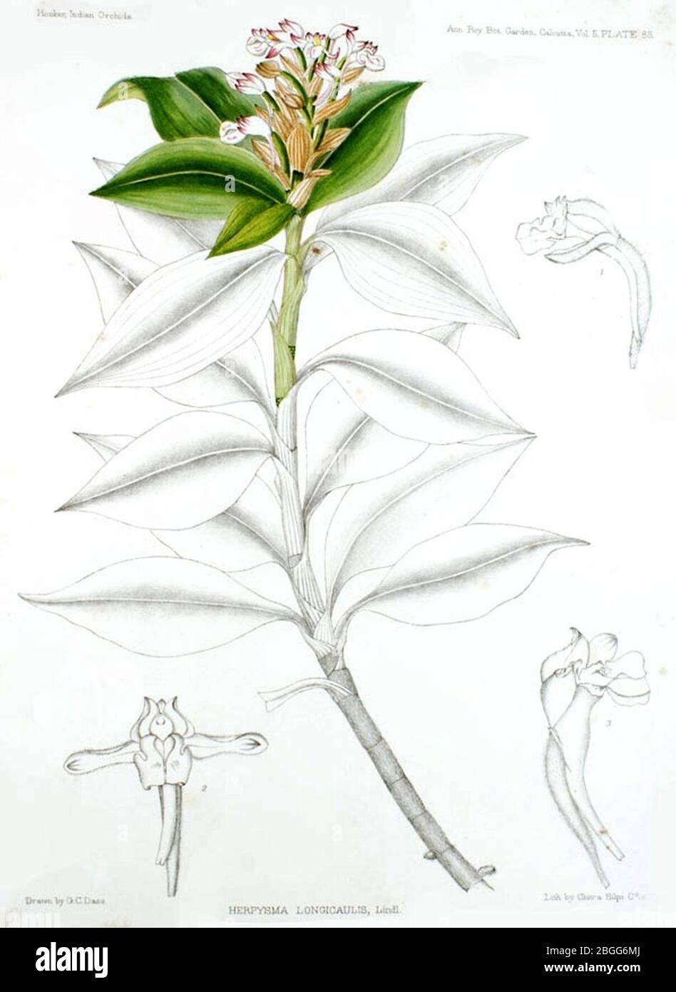 Herpysma longicaulis - A Century of Indian Orchids pl 88 (1895). Stock Photo