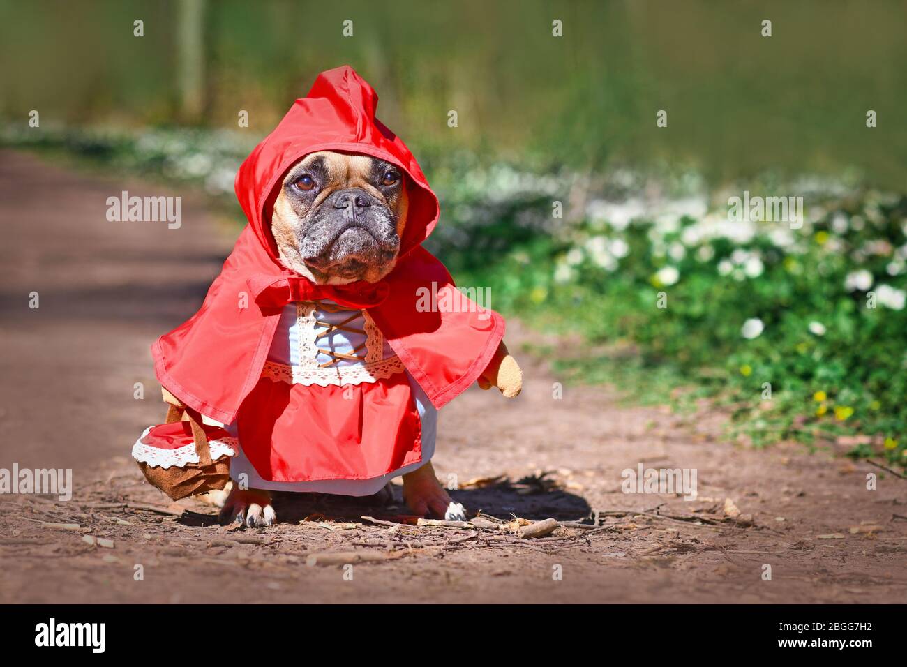 French Bulldog dos dressed up as fairytale character Little Red Riding Hood with full body costumes with fake arms wearing basket in forest Stock Photo