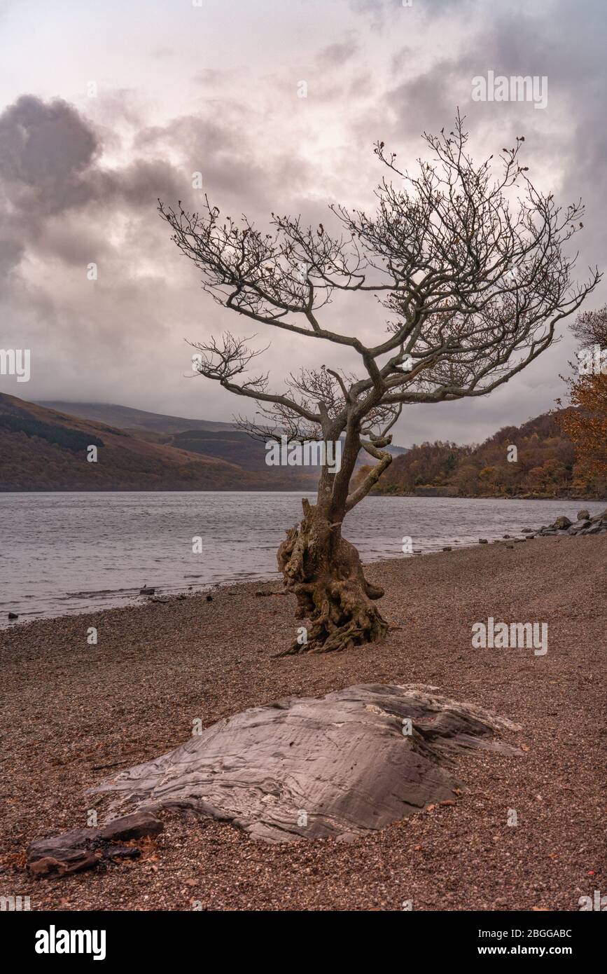 Single rock slab and tree on the shores of Loch Lomond, Scotland,UK against a stormy sky in autumn Stock Photo