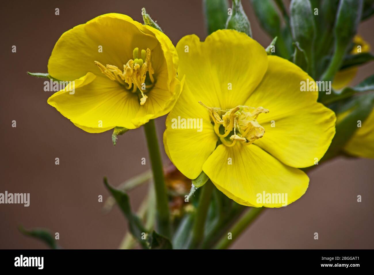 Flowers of the Karoo Gold Rhigozum obovatum Burch 9053 Stock Photo