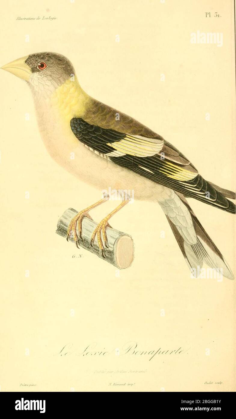 Hesperiphona vespertina 1831. Stock Photo