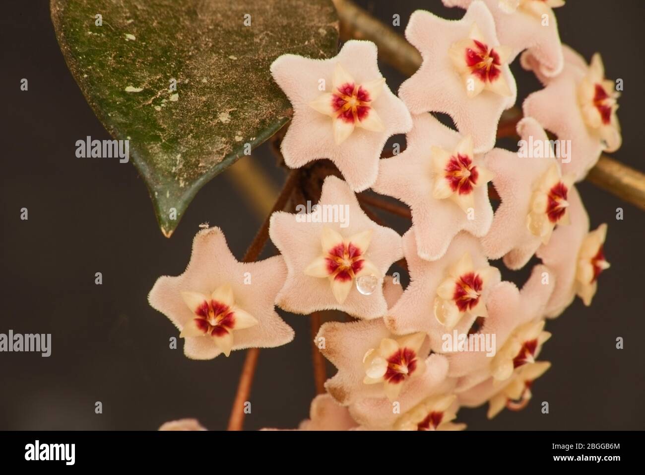 Hoya Waxplant Flower 5745 Stock Photo