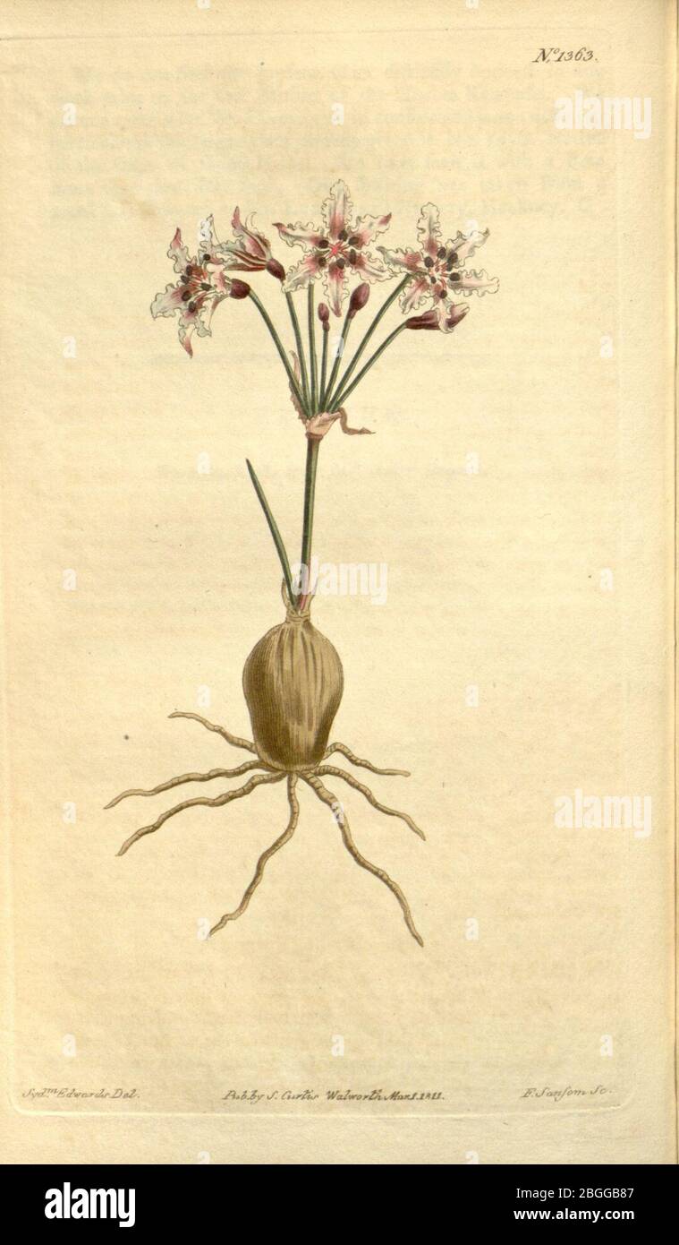 Hessea cinnamomea (as Strumaria crispa) 33. 1363 (1811). Stock Photo