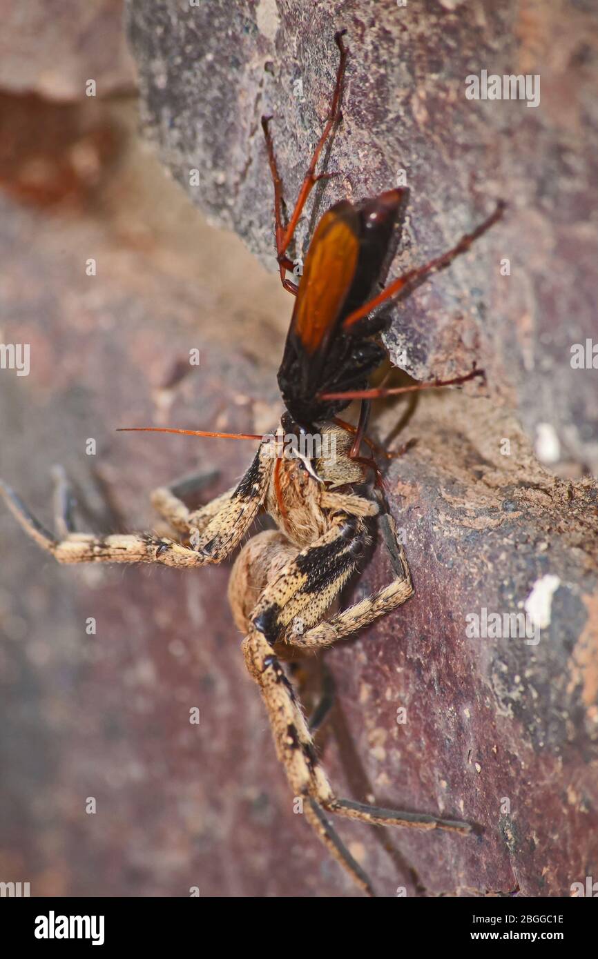 Spider eating wasp, Pompilidae Sp. with it's Rain Spider ( Palystes superciliosus) prey 13060 Stock Photo
