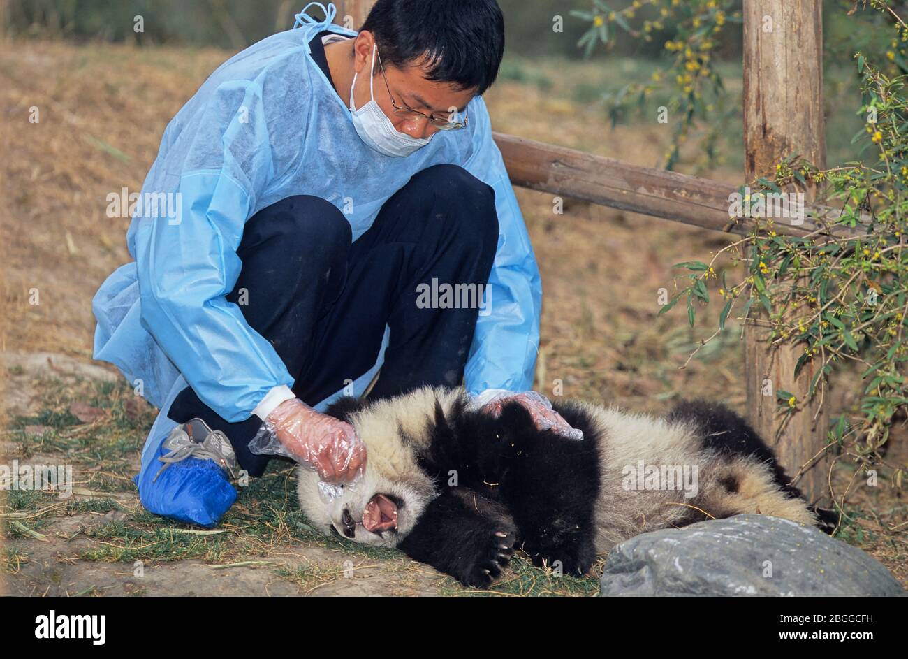 GIANT PANDA (AILUROPODA MELANOLEUCA), CHENGDU RESEARCH BASE, SICHUAN
