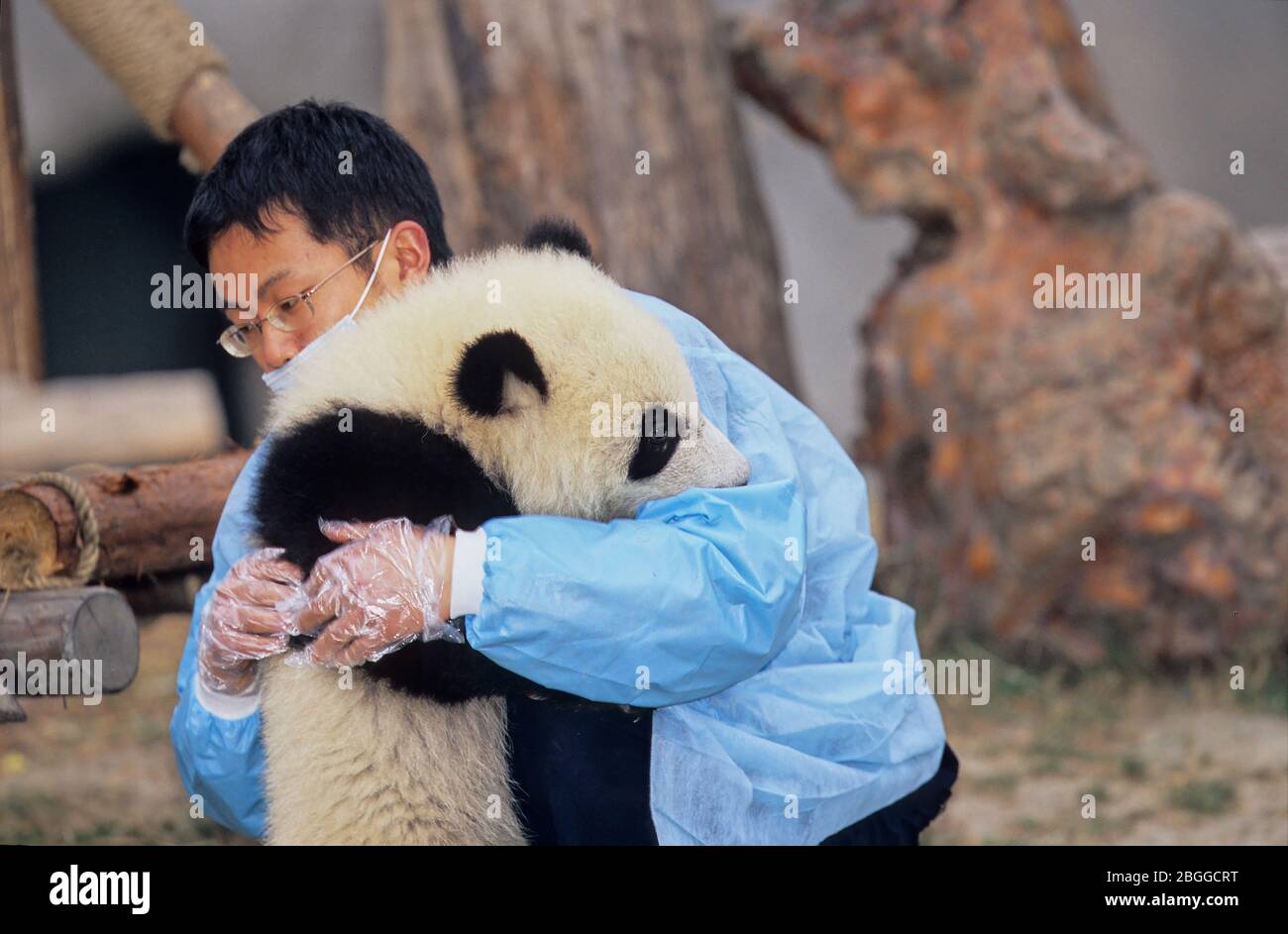 GIANT PANDA (AILUROPODA MELANOLEUCA), CHENGDU RESEARCH BASE, SICHUAN