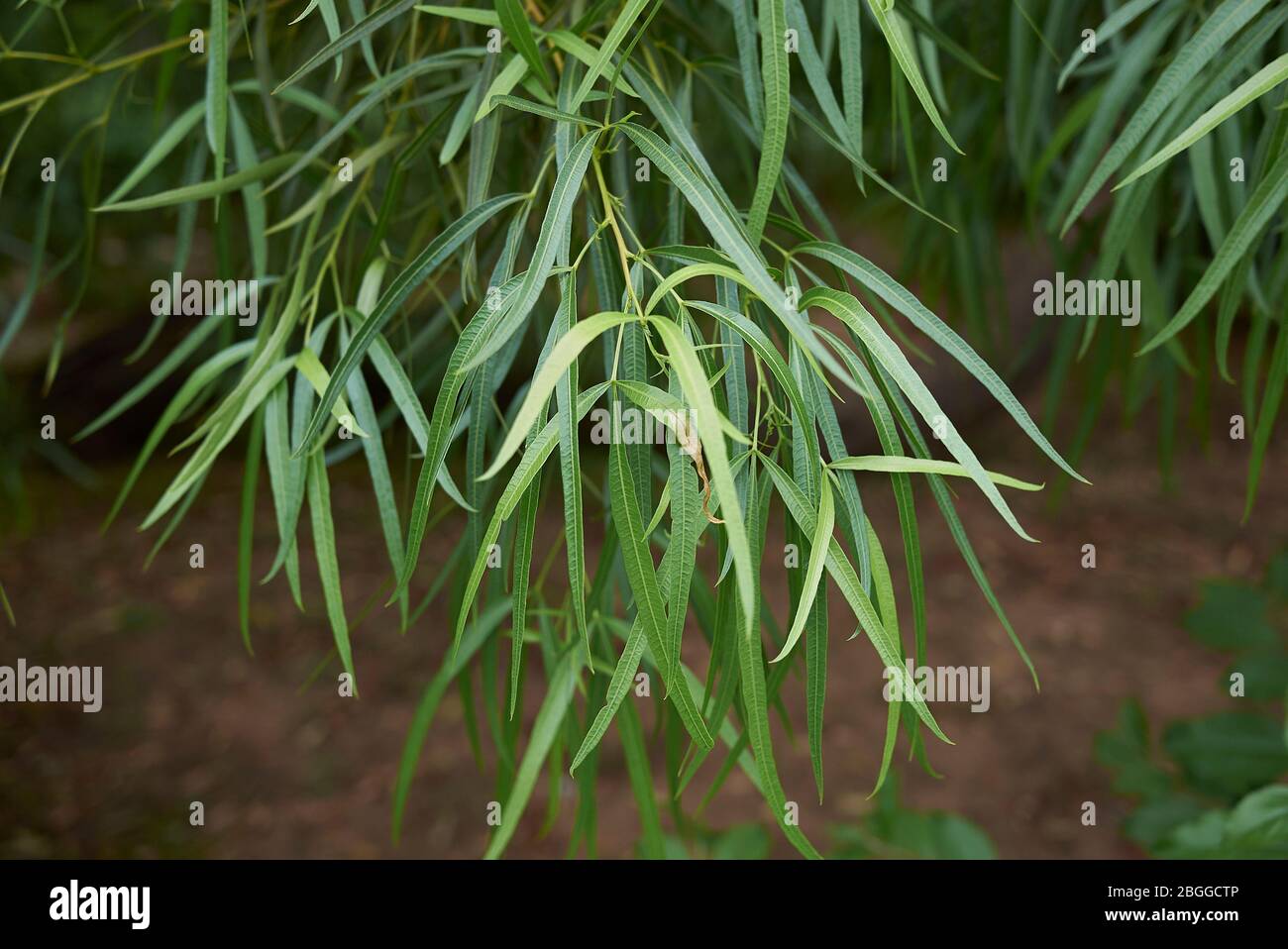 Searsia lancea evergreen leaves Stock Photo