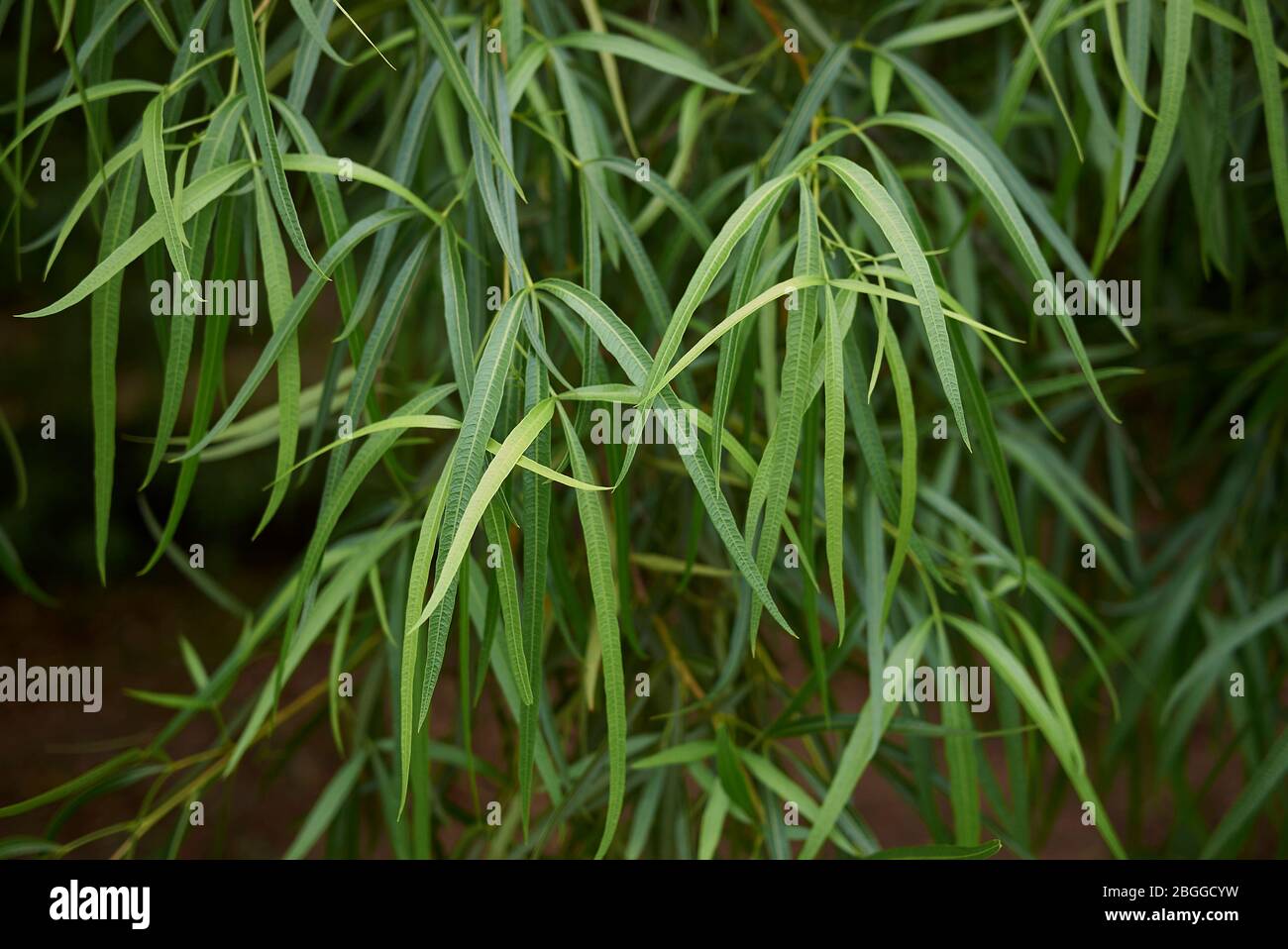 Searsia lancea evergreen leaves Stock Photo