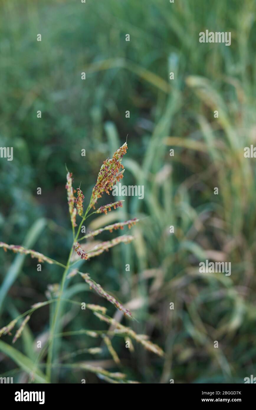 Green sorghum grass hi-res stock photography and images - Alamy