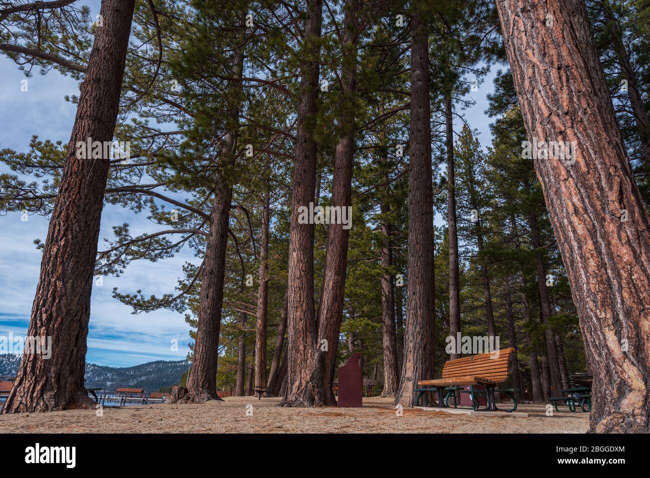 Landscape of tall trees and empty beach in Incline Village, Nevada Stock Photo