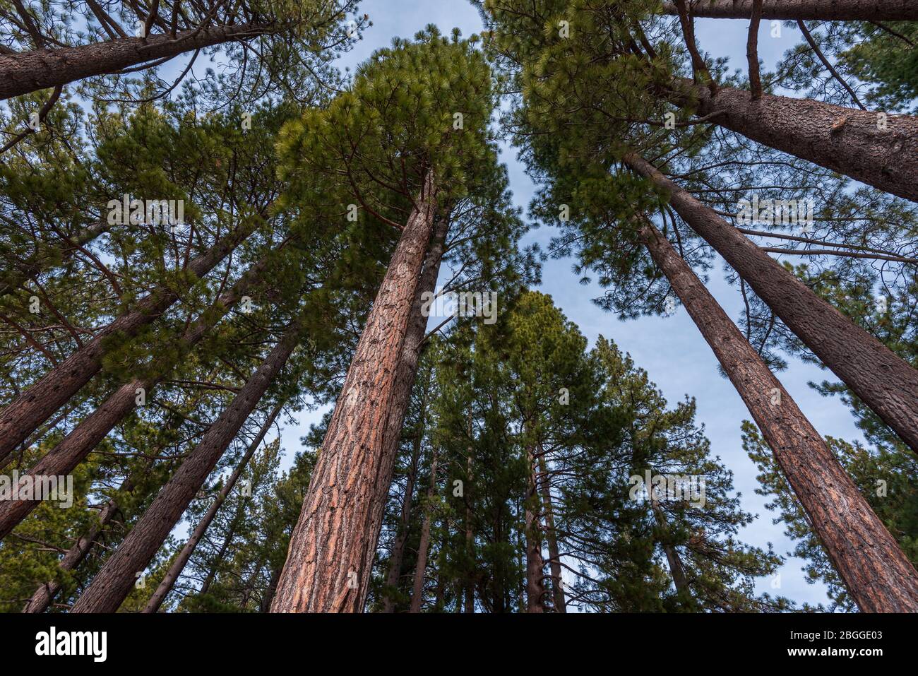 Wide and low angle landscape of conifer trees at Incline Village, Nevada Stock Photo