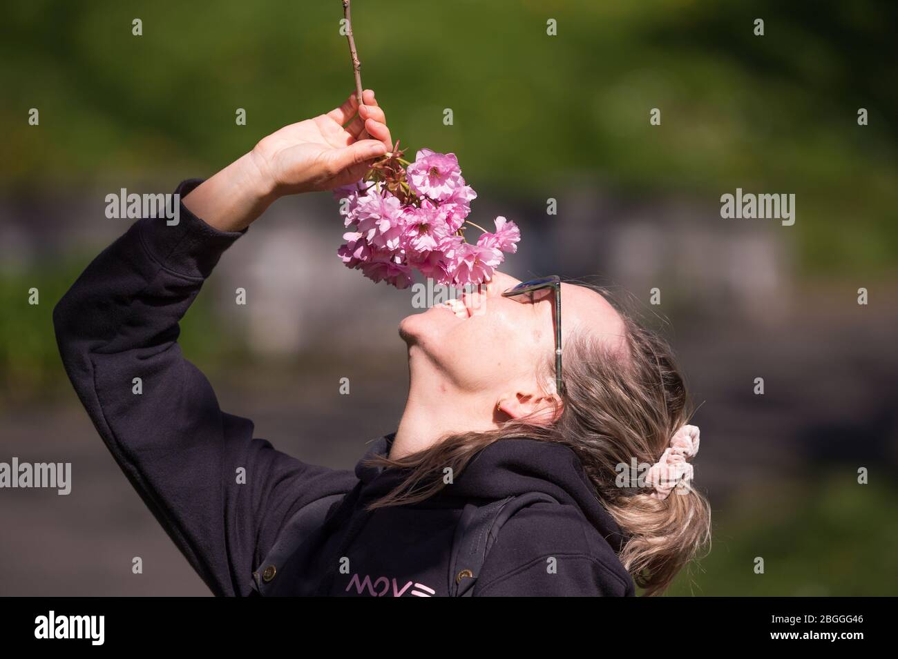 Glasgow, UK. 21st Apr, 2020. Pictured: A park goer stops and pulls down a branch of pink cherry blossom to sniff the scent. Scenes from Kelvingrove Park in Glasgow during the coronavirus (COVID-19) lockdown. Credit: Colin Fisher/Alamy Live News Stock Photo
