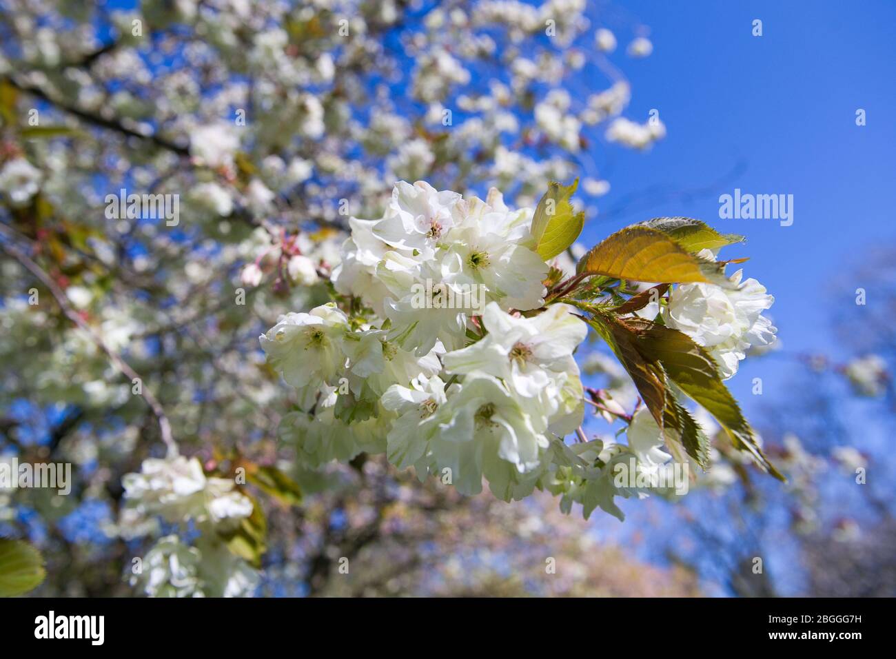Glasgow, UK. 21st Apr, 2020. Pictured: Bright pure white cherry blossom fills the park. Scenes from Kelvingrove Park in Glasgow during the coronavirus (COVID-19) lockdown. Credit: Colin Fisher/Alamy Live News Stock Photo