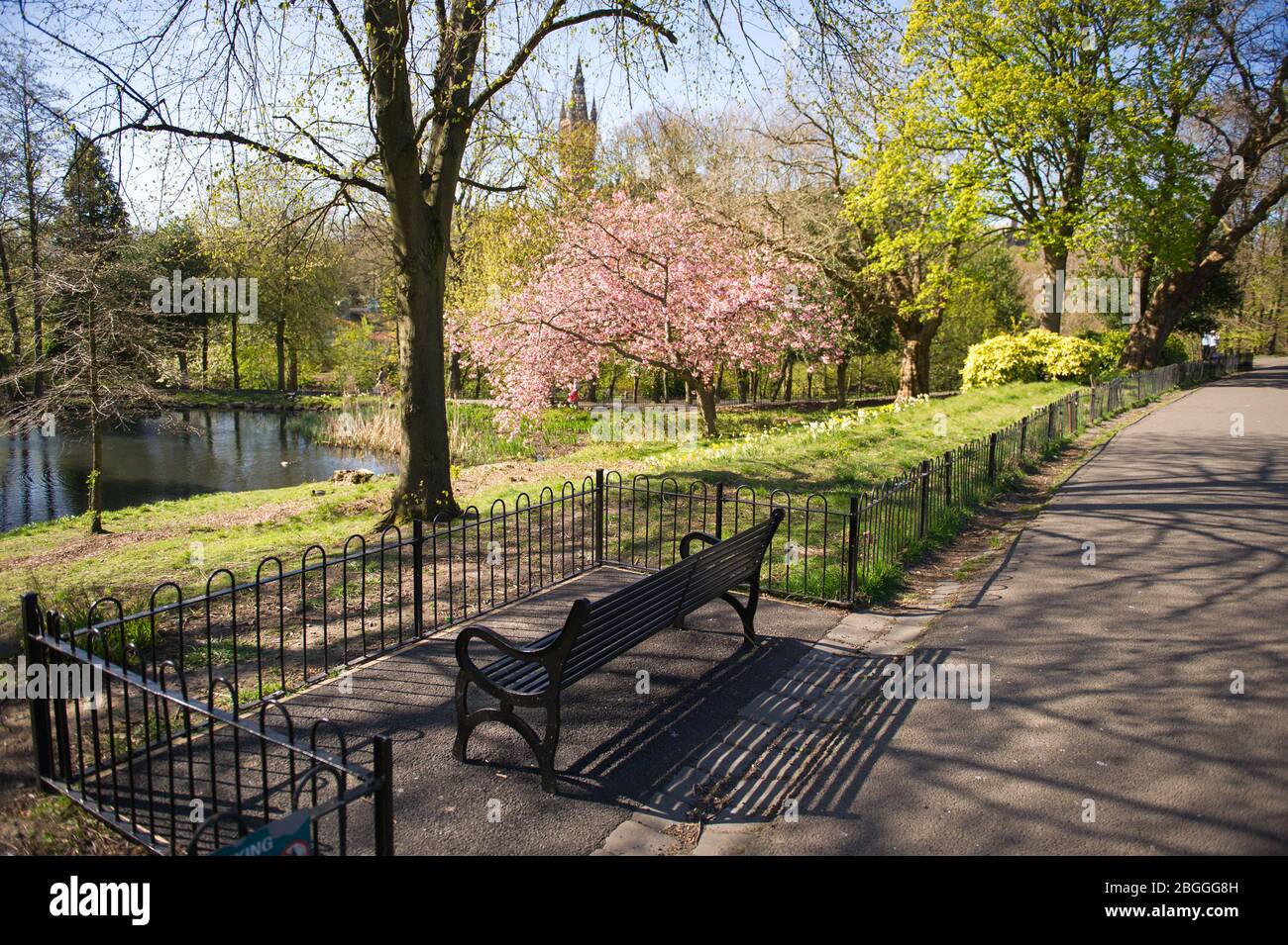 Glasgow, UK. 21st Apr, 2020. Pictured: Bright vivid pink cherry blossom fills the park with a splash of colour. Scenes from Kelvingrove Park in Glasgow during the coronavirus (COVID-19) lockdown. Credit: Colin Fisher/Alamy Live News Stock Photo