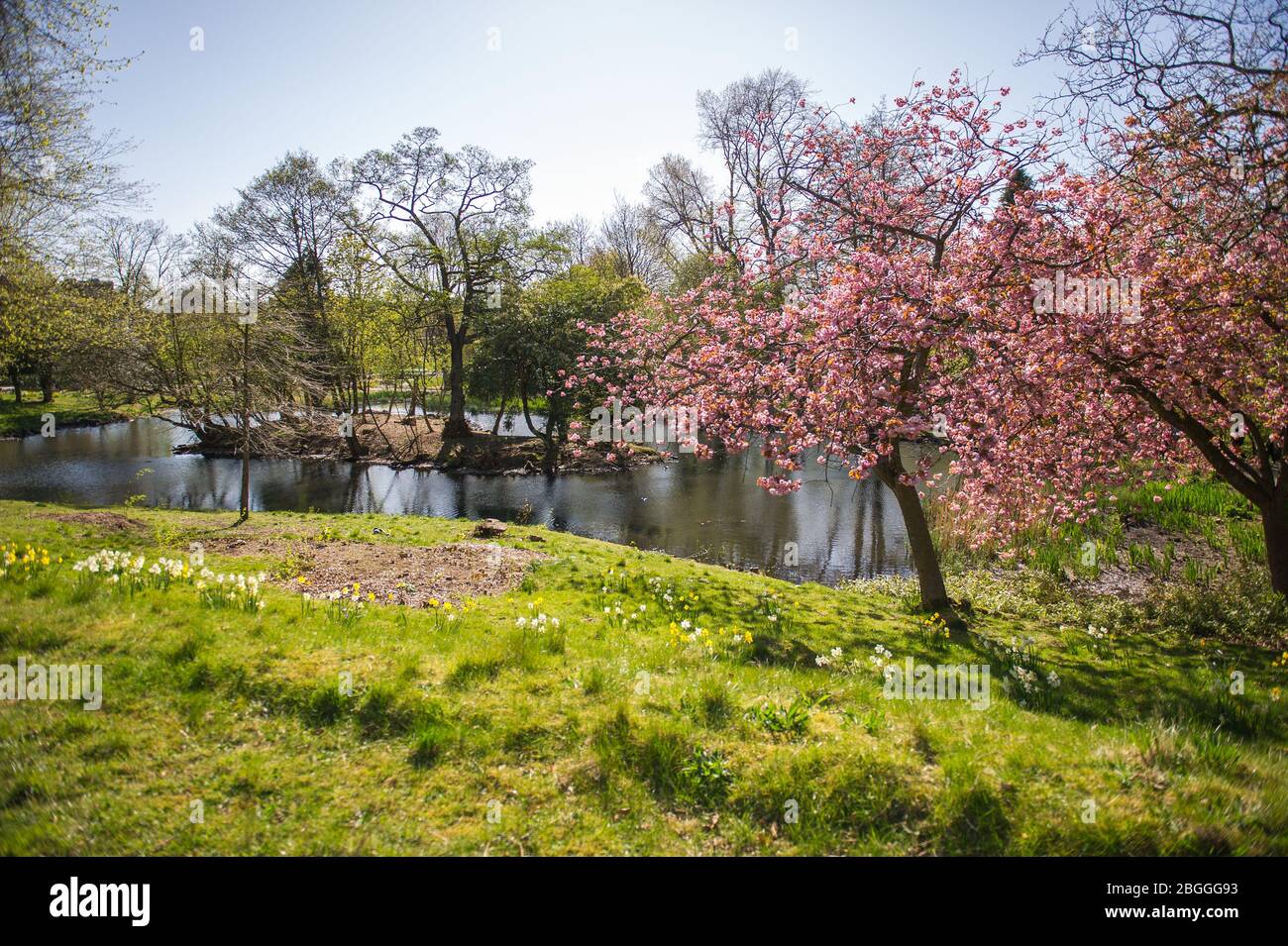 Glasgow, UK. 21st Apr, 2020. Pictured: Bright vivid pink cherry blossom fills the park with a splash of colour. Scenes from Kelvingrove Park in Glasgow during the coronavirus (COVID-19) lockdown. Credit: Colin Fisher/Alamy Live News Stock Photo