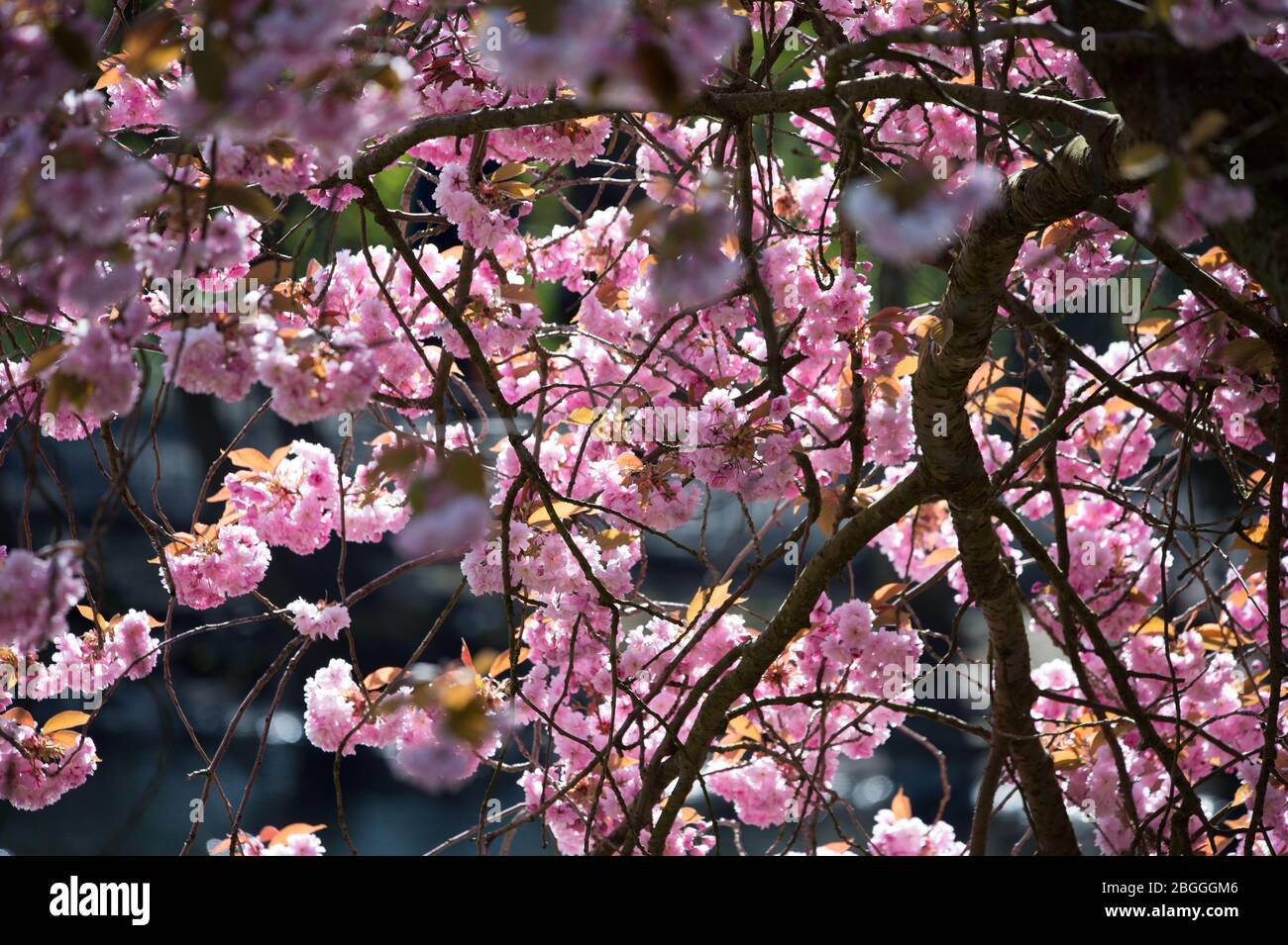 Cherry Blossom Glasgow High Resolution Stock Photography And Images Alamy