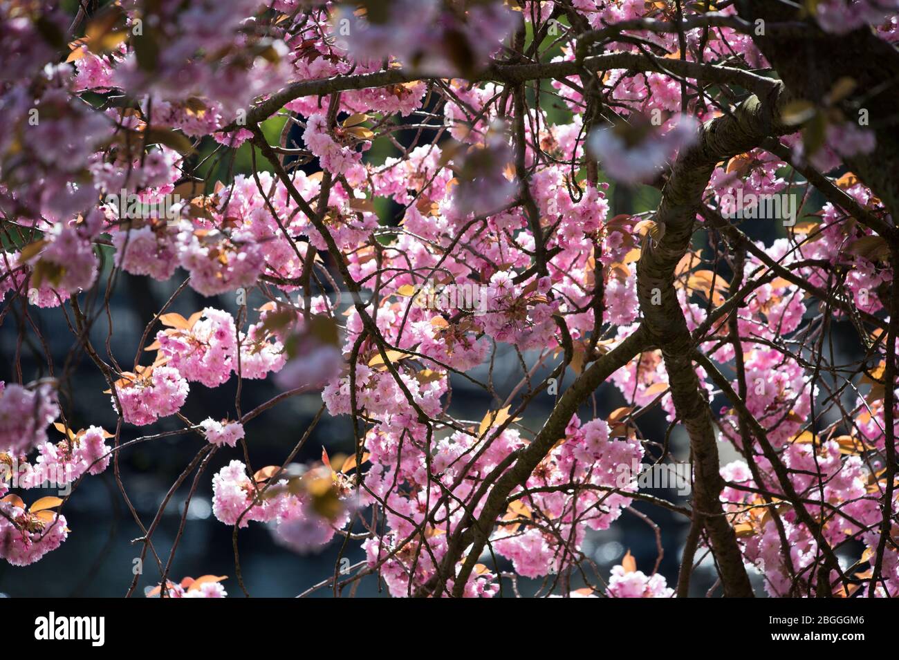 Glasgow, UK. 21st Apr, 2020. Pictured: Bright vivid pink cherry blossom fills the park with a splash of colour. Scenes from Kelvingrove Park in Glasgow during the coronavirus (COVID-19) lockdown. Credit: Colin Fisher/Alamy Live News Stock Photo