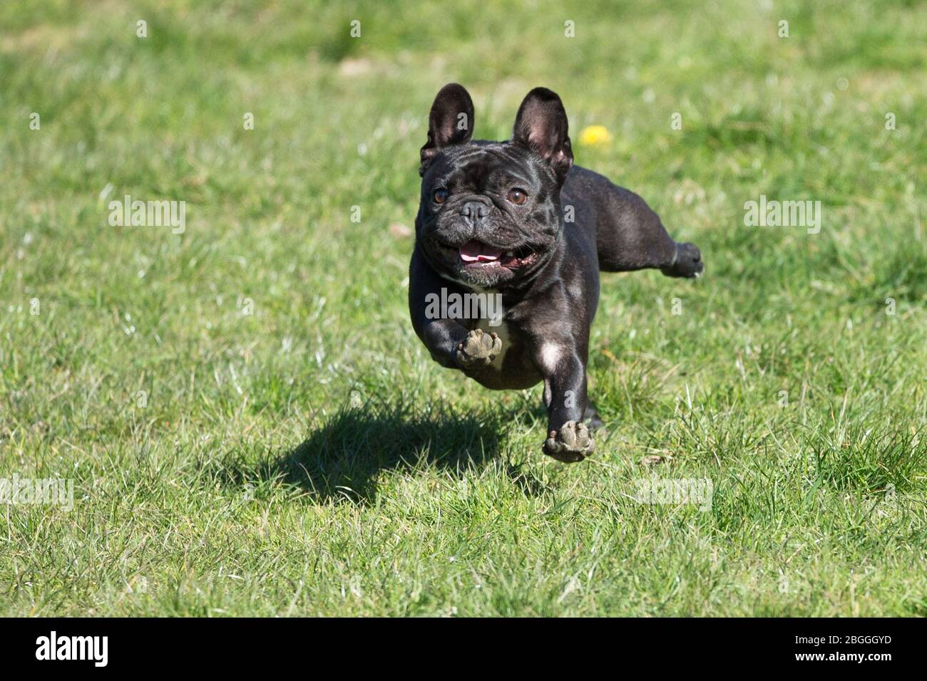 Can Dogs Live Outside In Uk