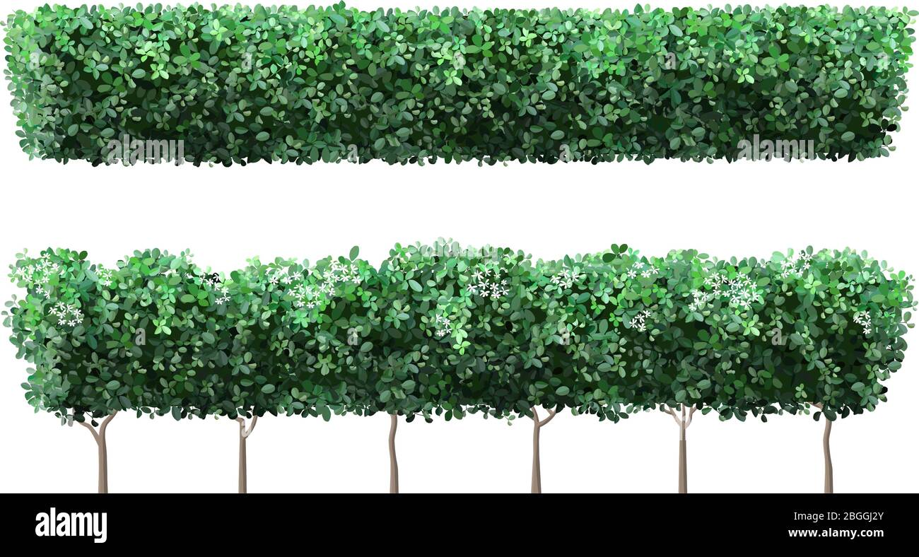 Realistic garden plant fence. Nature green seasonal bushes, tree crown