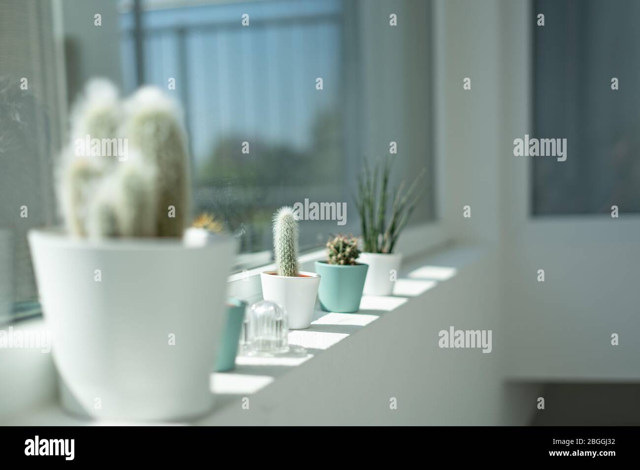 Potted cactus plants in a row on a window sill in a modern home Stock ...