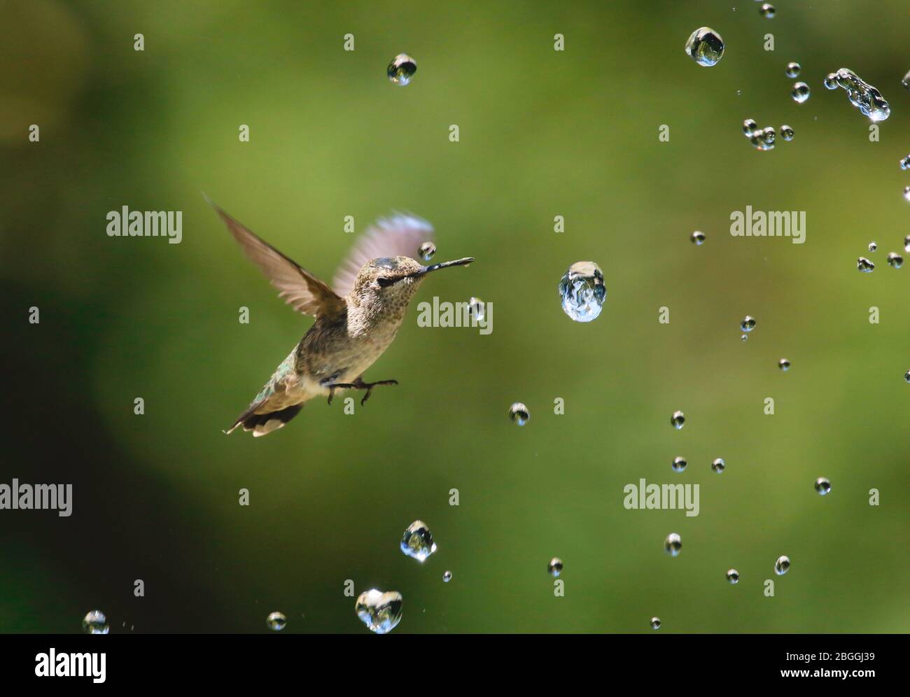 Hummingbird with water droplets Stock Photo Alamy