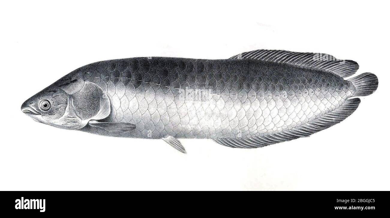 Heterotis niloticus The fishes of the Nile. Stock Photo