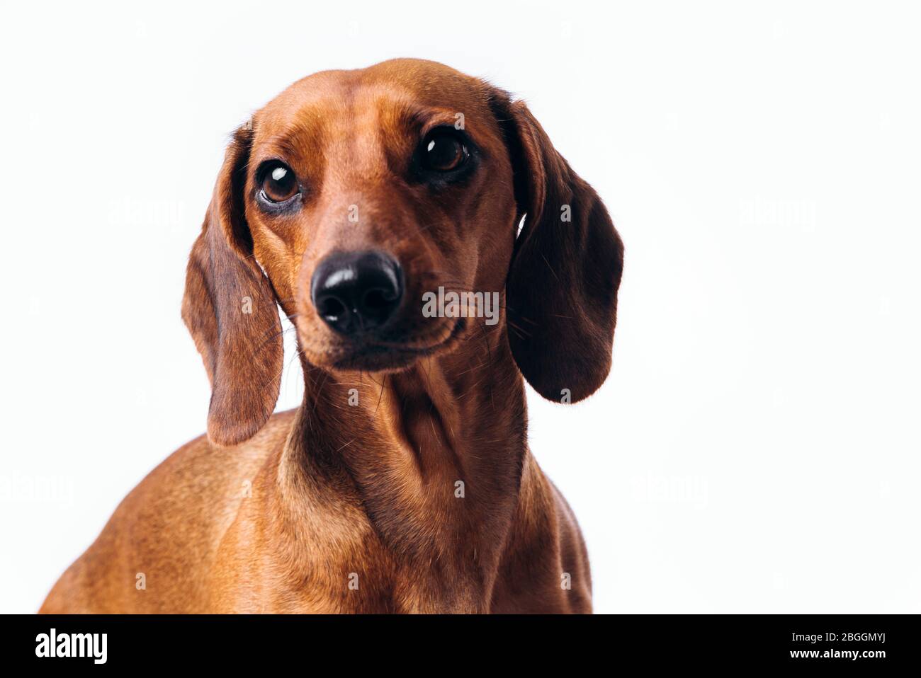 Purebred dog dachshund with shiny hair. A companion dog and a friend. Stock Photo