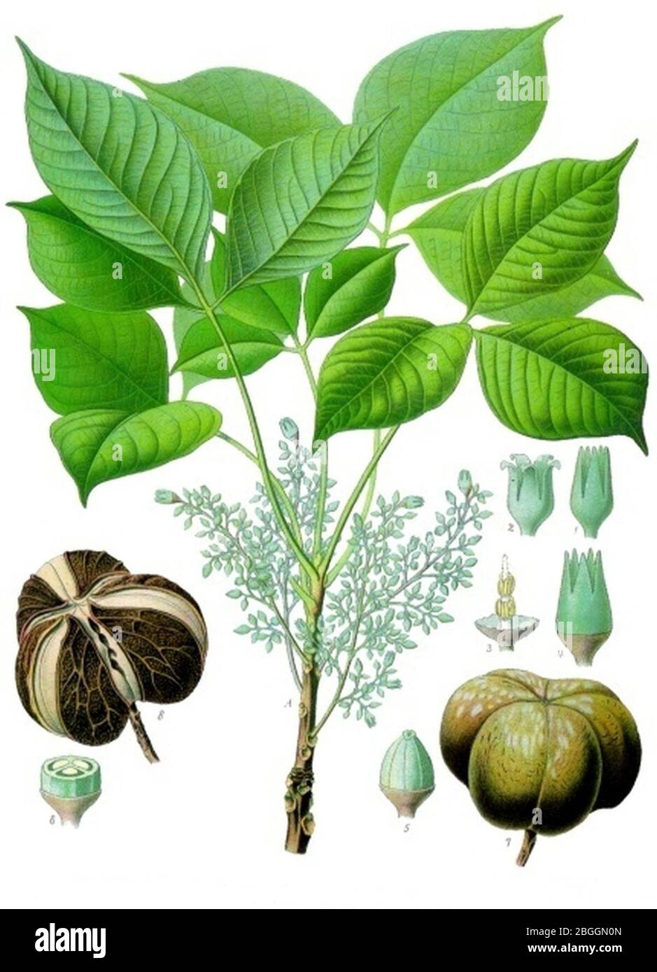 Hevea brasiliensis - Köhler–s Medizinal-Pflanzen-071. Stock Photo