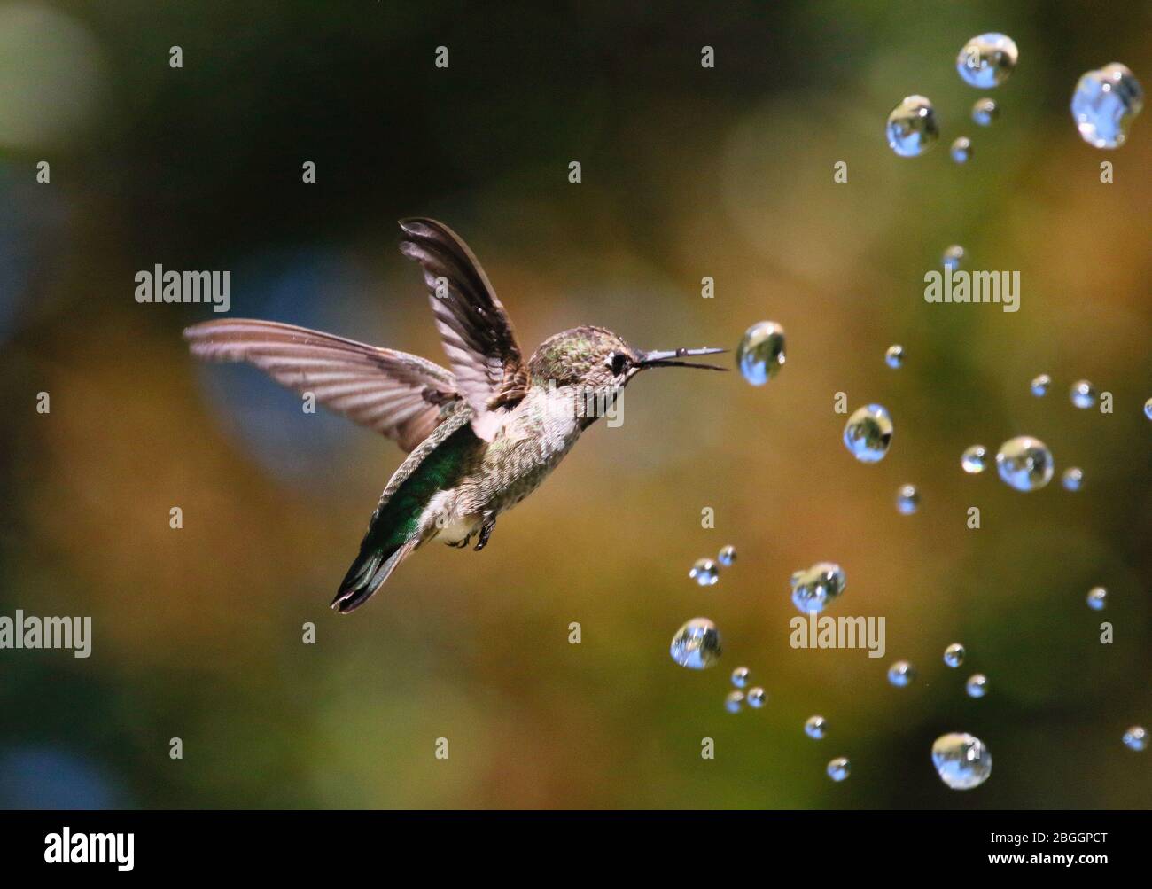 Hummingbird with water droplets Stock Photo Alamy