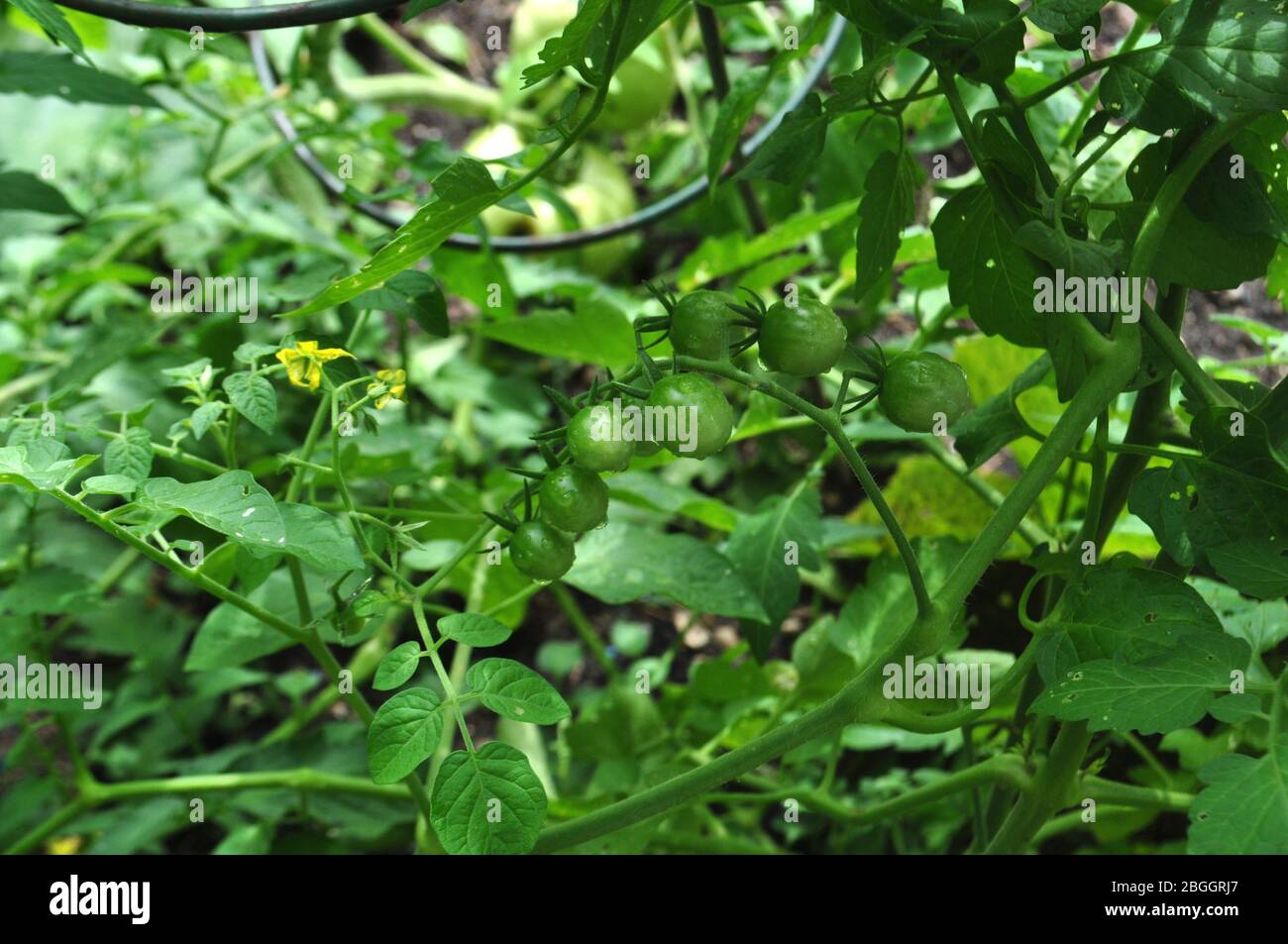 Growing organic cherry tomatoes in an urban garden. close up of the ...