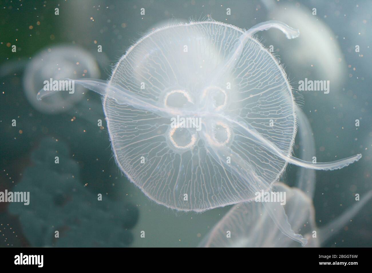 An almost transparent jellyfish floating in the waterEine fast durchsichtige Qualle schwimmt im Wasser Stock Photo