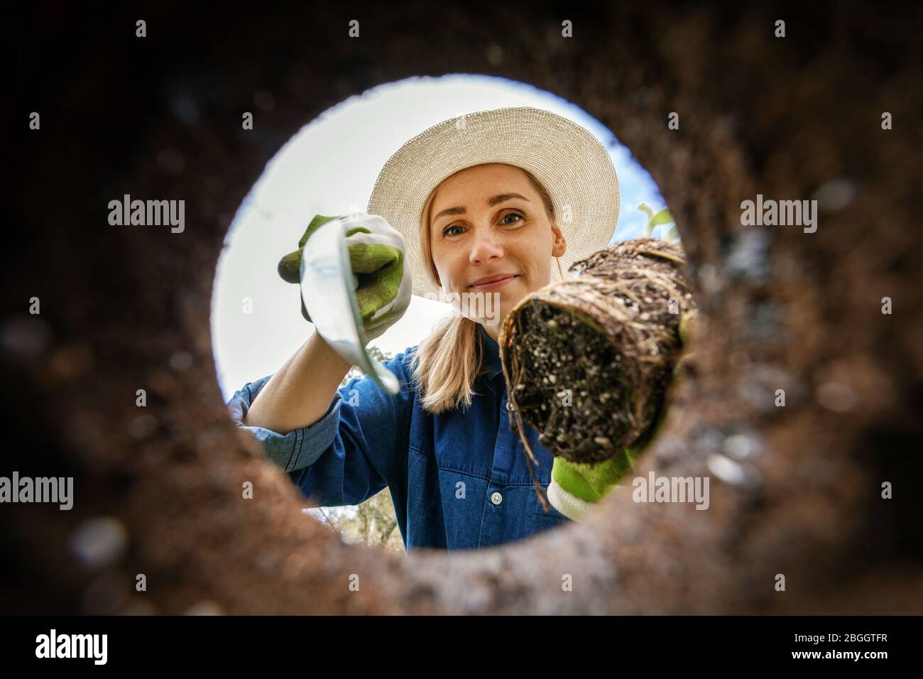 female gardener planting a flower in the garden soil hole. view from underground Stock Photo