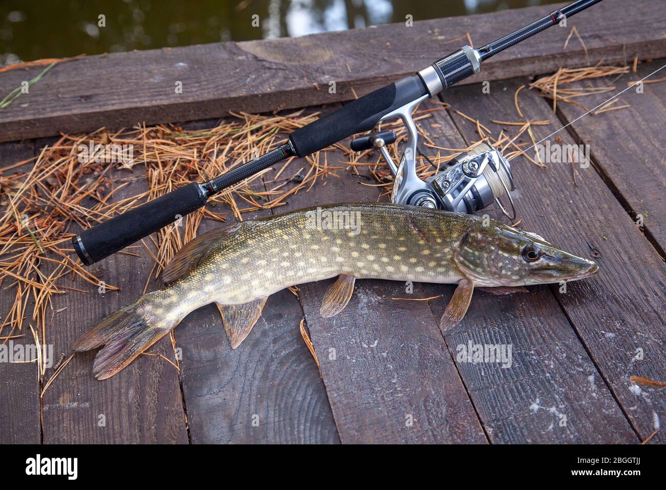 Freshwater Northern pike fish know as Esox Lucius and fishing rod with reel  lying on vintage wooden background with yellow leaves at autumn time. Fish  Stock Photo - Alamy