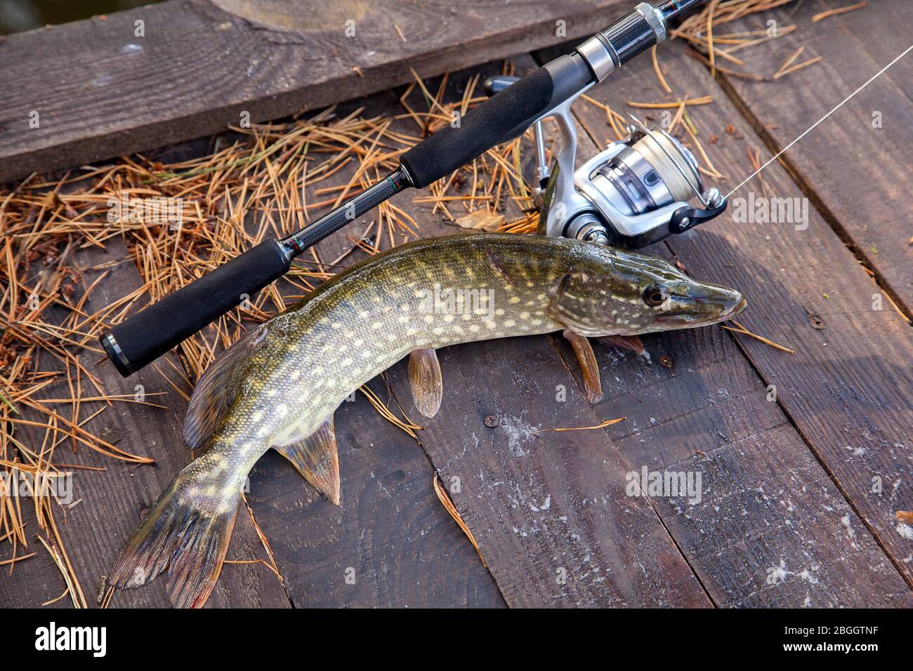 https://c8.alamy.com/comp/2BGGTNF/freshwater-northern-pike-fish-know-as-esox-lucius-and-fishing-rod-with-reel-lying-on-vintage-wooden-background-with-yellow-leaves-at-autumn-time-fish-2BGGTNF.jpg