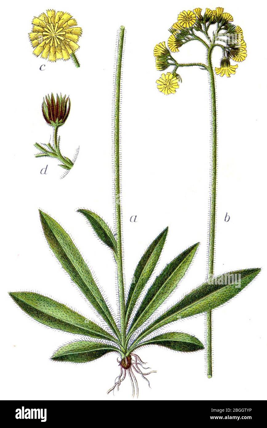 Hieracium cymosum Sturm61. Stock Photo