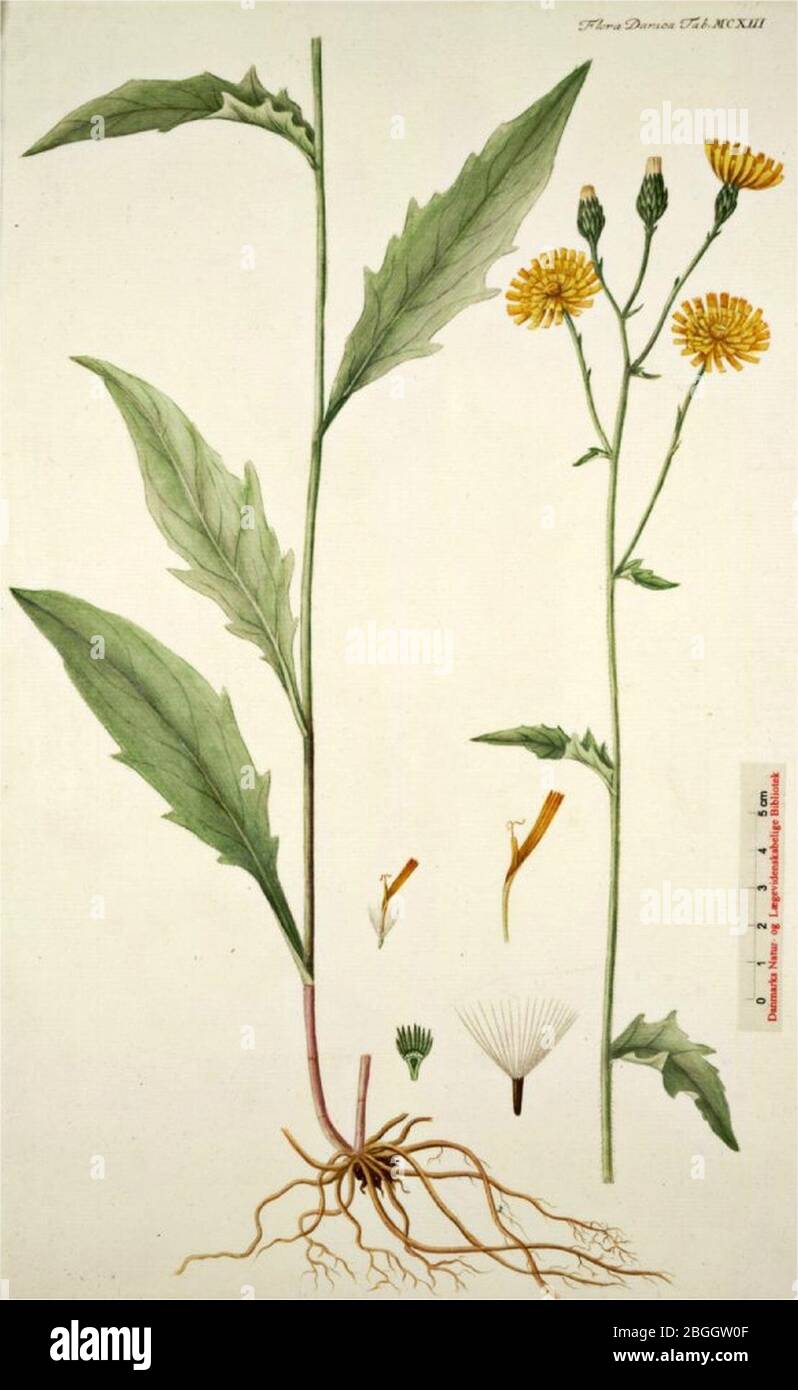 Hieracium laevigatum illustration (01). Stock Photo