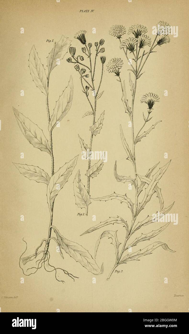 Hieracium prenanthoides and Hieracium umbellatum by Catharine Johnston. Stock Photo