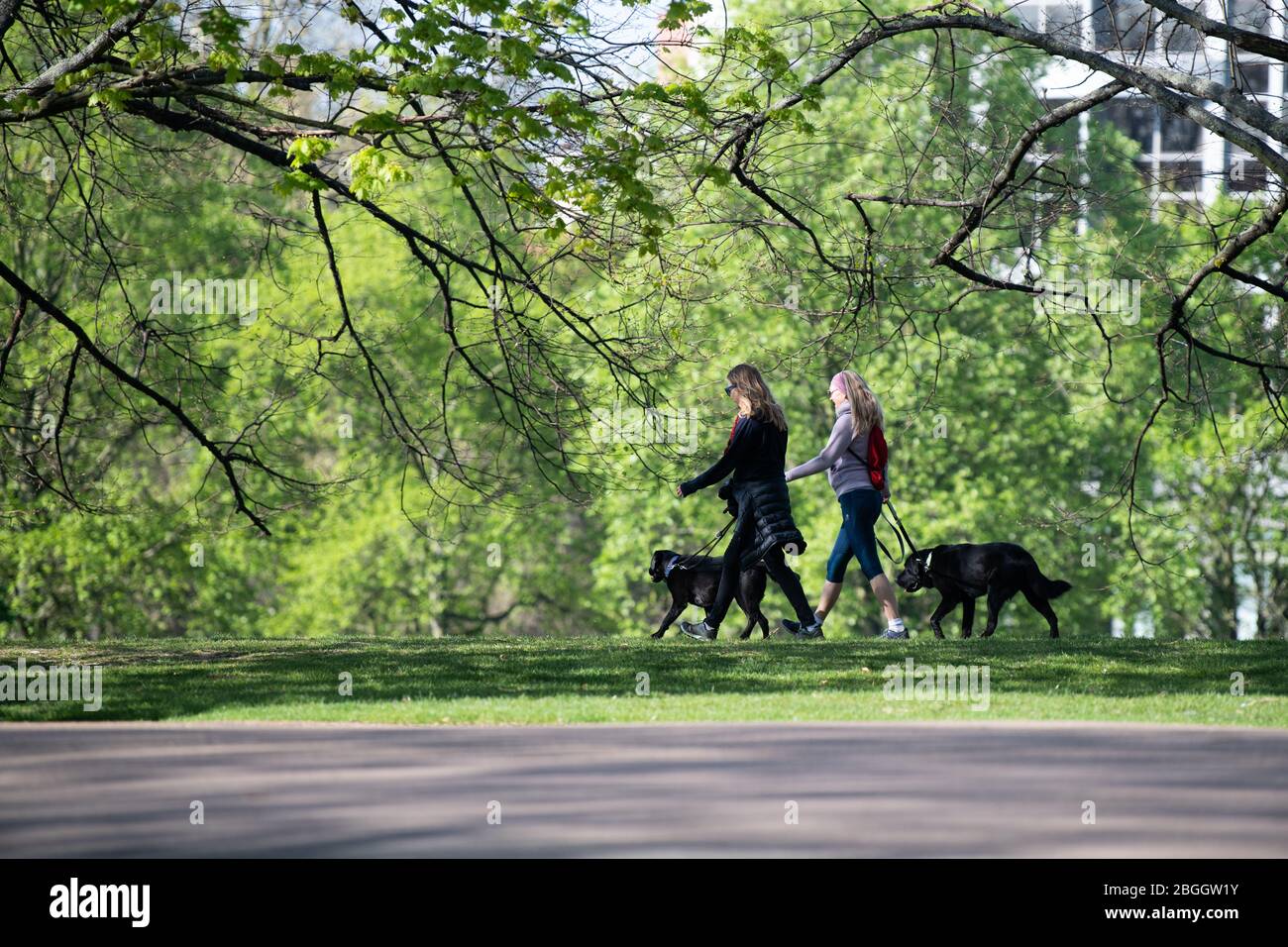 Two women walking their dogs in Kensington Park, London, UK. Dog walking has become even more popular during Lockdown. Stock Photo