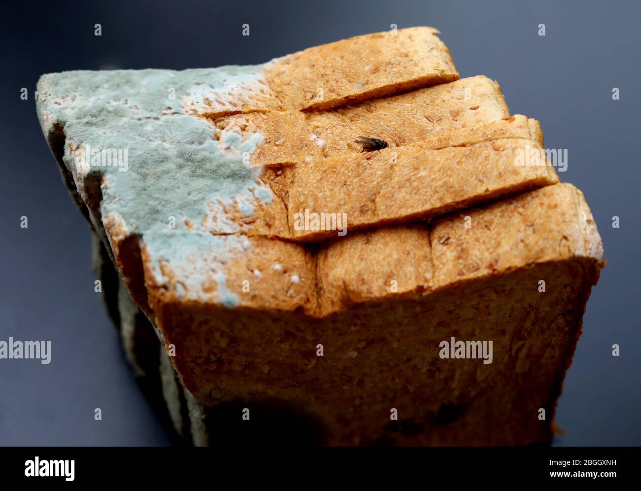 Harmful fungus hi-res stock photography and images - Alamy