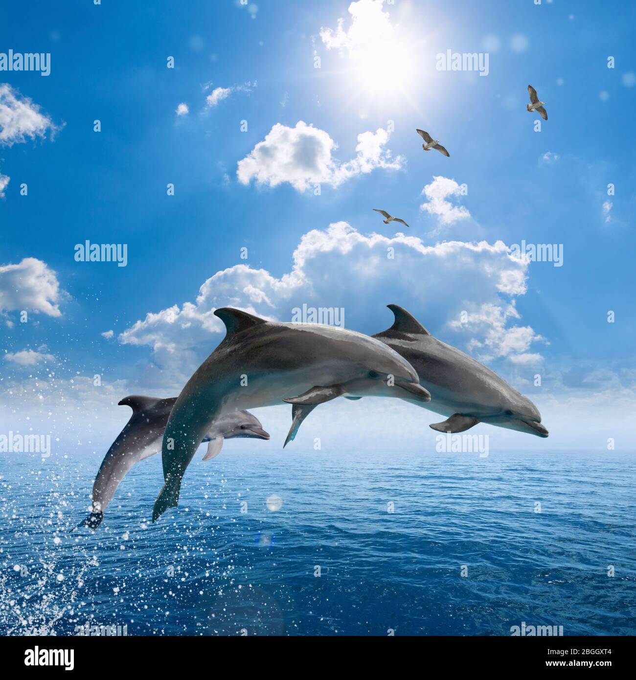 【WAIKEI】Watercolor Puppydolphin Jumping フーディー ２色 ALL - waikei