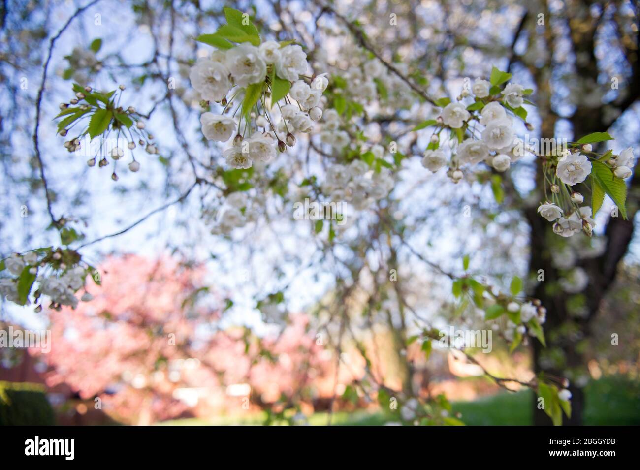 Glasgow, UK. 21st Apr, 2020. Pictured: Cherry blossom blooms all over Glasgow's West End area. Bright pink and pure white blooms flower from the cherry trees. Locals stop to smell the scents from the branches. Credit: Colin Fisher/Alamy Live News Stock Photo