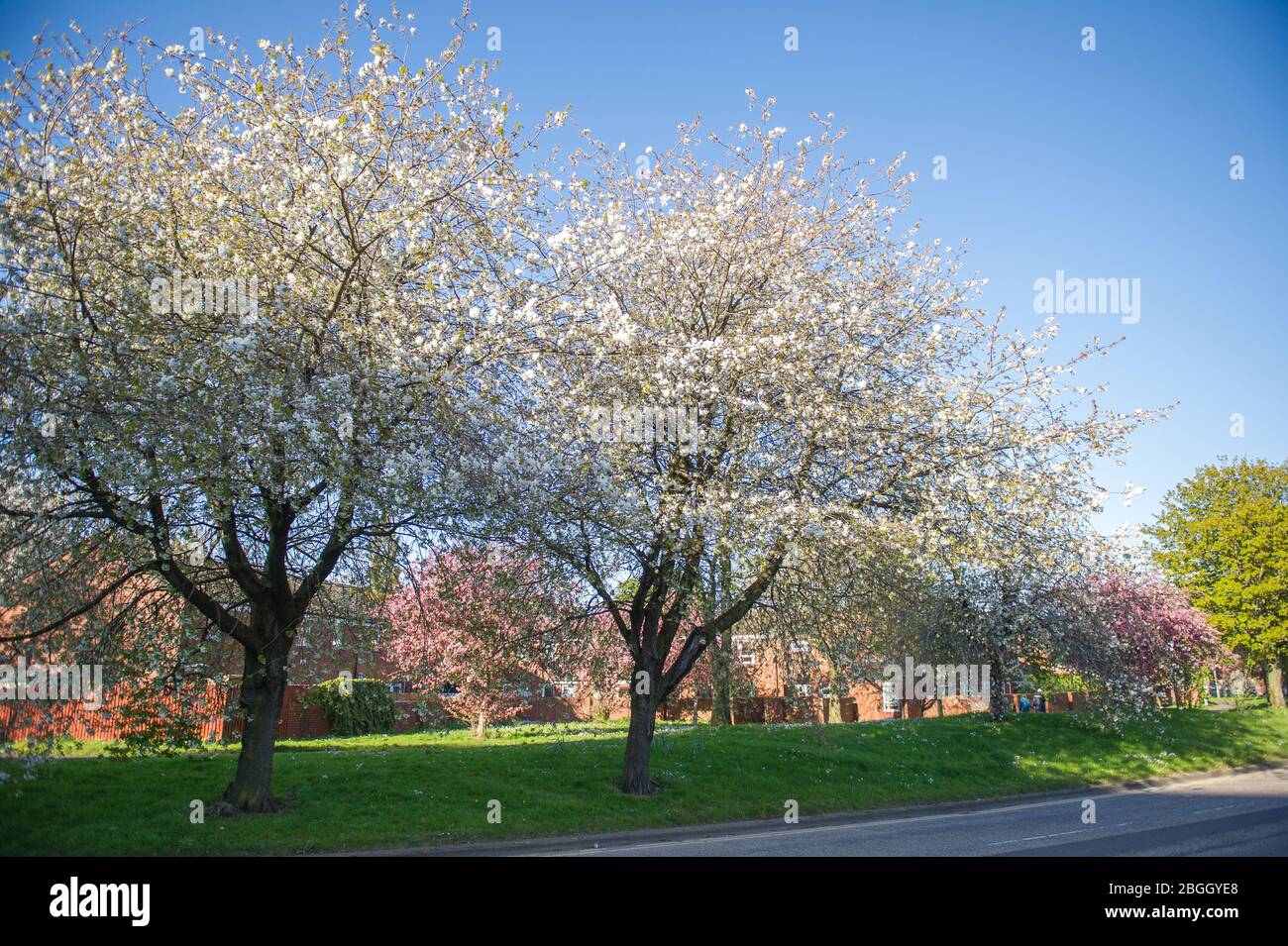 Glasgow, UK. 21st Apr, 2020. Pictured Cherry blossom blooms all over