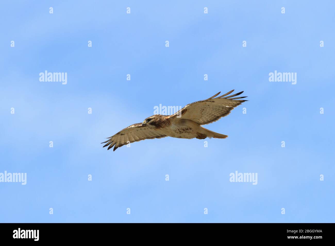 Red-tailed Hawk in flight Stock Photo - Alamy