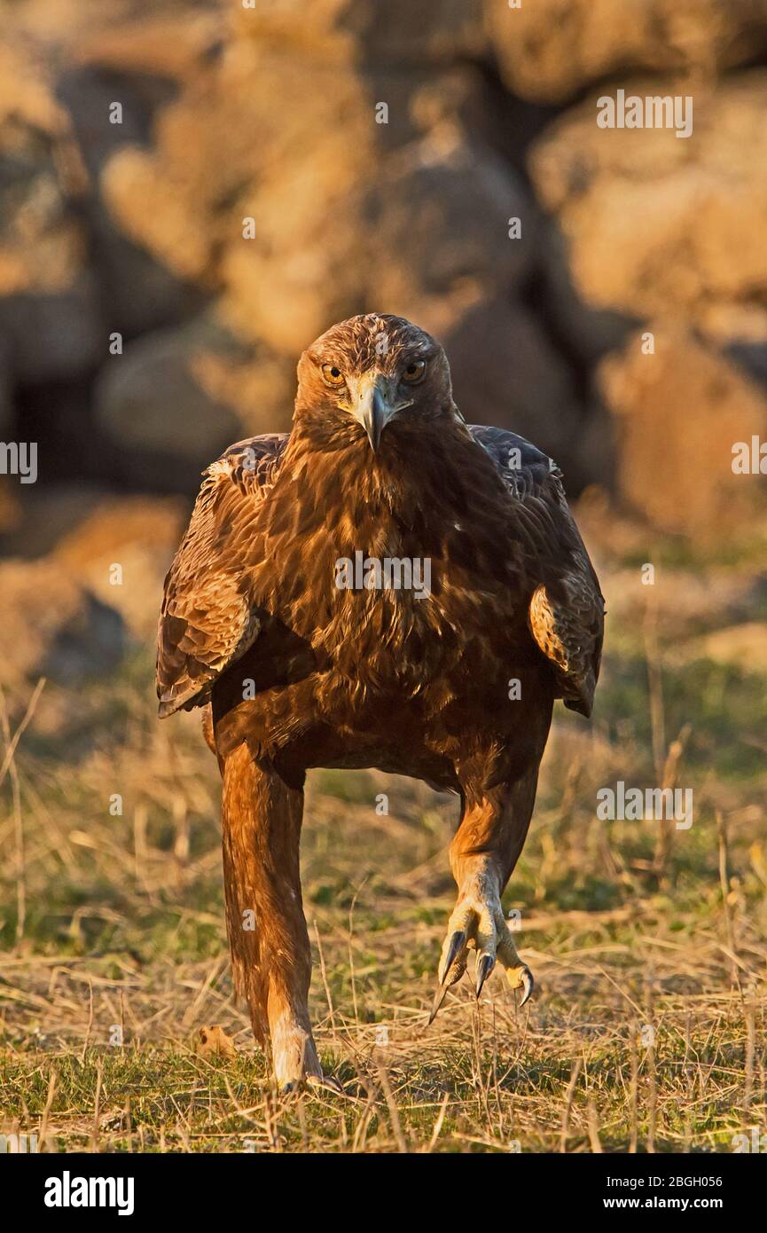 Golden eagle, Bulgaria Stock Photo