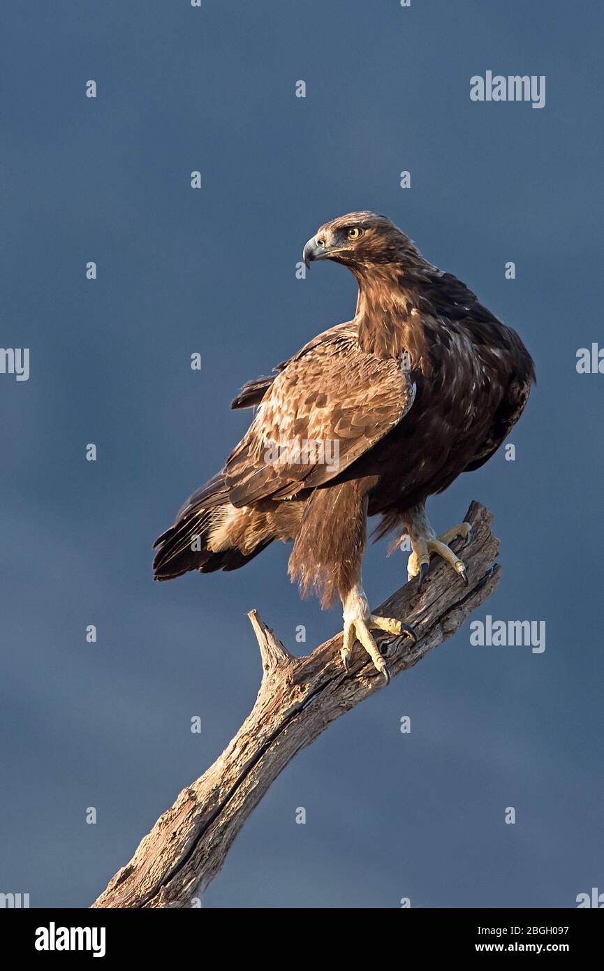 Golden eagle, Bulgaria Stock Photo