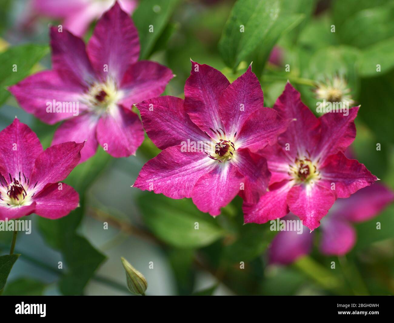 Beautiful summer flowers in a vertical garden gardening. Many raspberry flowers close up. Flowers Clematis varieties Viva Polonia Stock Photo