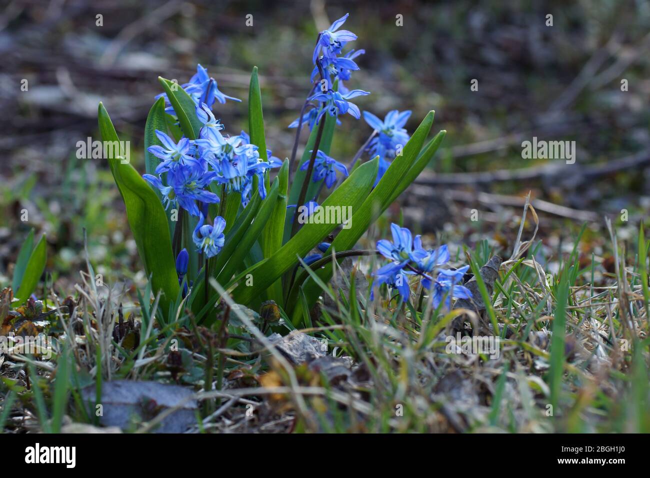 Scilla siberica, Siberian squill, wood squill. Spring blue flowers. Fresh flowers grow in the forest. Stock Photo