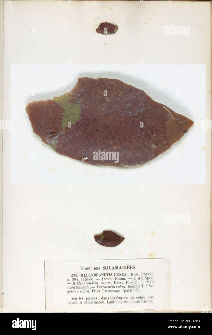 Hildenbrandia rubra Crouan Stock Photo Alamy