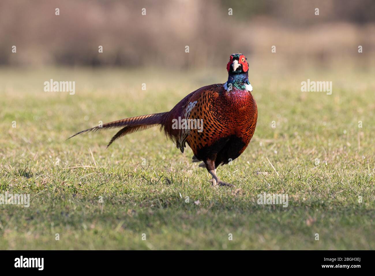 A cautious pheasant in the morning sun Stock Photo